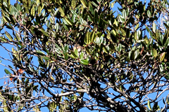 Chrysococcyx ruficollis