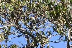 Chrysococcyx ruficollis