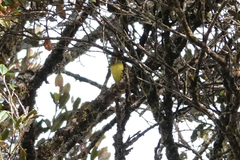 Microeca papuana