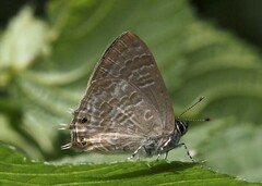 Anthene ukerewensis ukerewensis