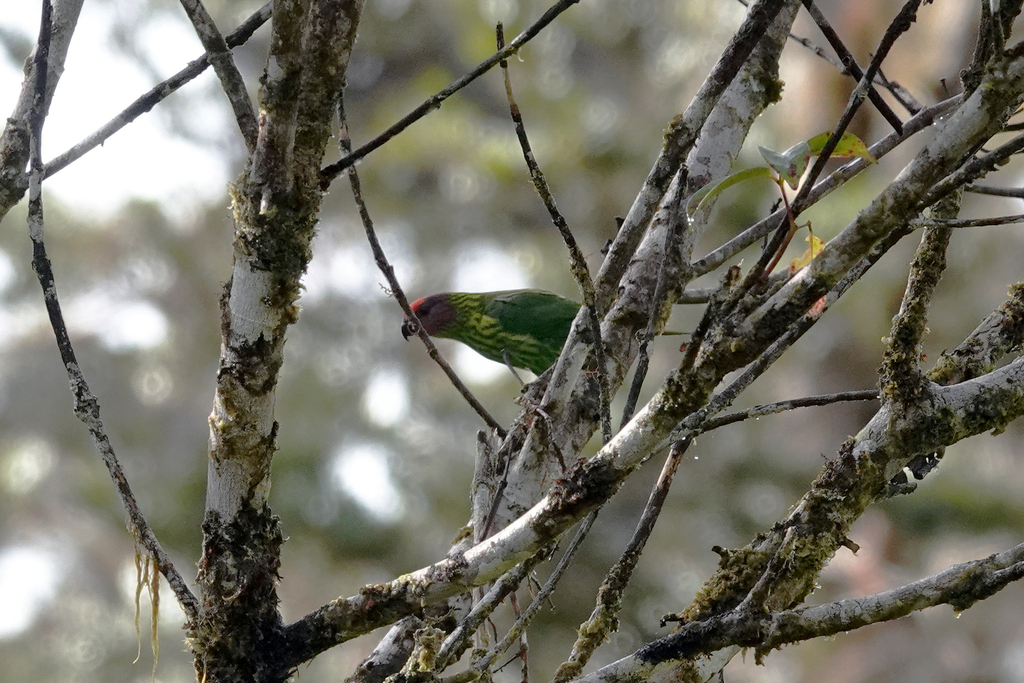 Goldie's Lorikeet