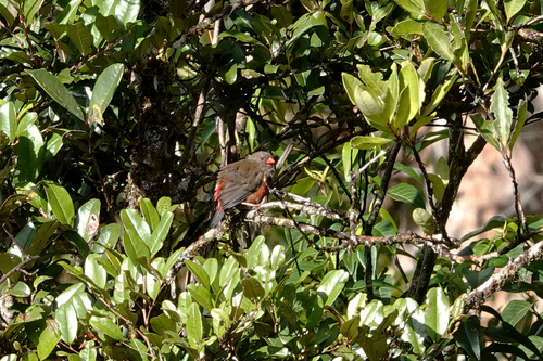 Oreostruthus fuliginosus observed 2022-06-24