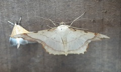 Lepidoptera