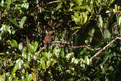 Oreostruthus fuliginosus