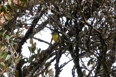 Microeca papuana