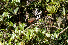 Oreostruthus fuliginosus