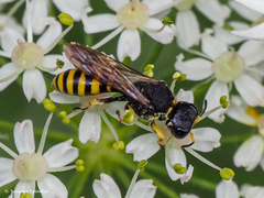 Ectemnius lituratus