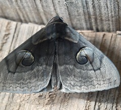 Lepidoptera