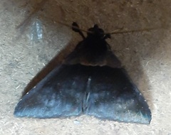 Lepidoptera
