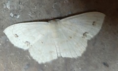 Lepidoptera