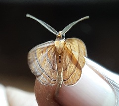 Lepidoptera