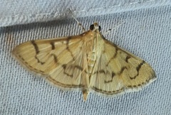 Lepidoptera