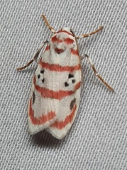 Lepidoptera