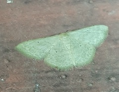 Lepidoptera