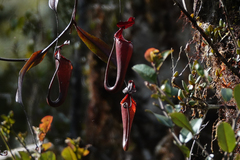 Nepenthes maxima