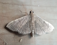 Lepidoptera