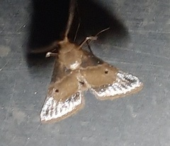 Lepidoptera