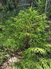 Picea jezoensis