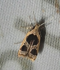Lepidoptera