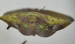 Lepidoptera