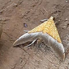 Lepidoptera