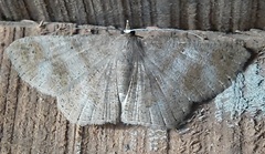 Lepidoptera