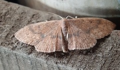 Lepidoptera