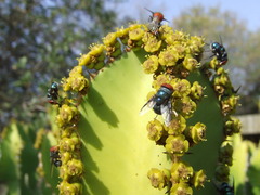 Chrysomya marginalis