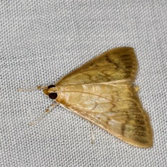 Crypsiptya coclesalis