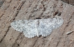 Lepidoptera