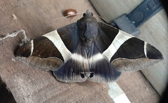 Bastilla crameri