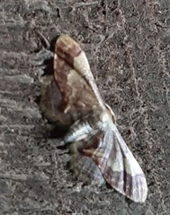 Lepidoptera