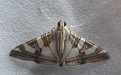 Lepidoptera
