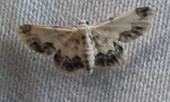 Lepidoptera