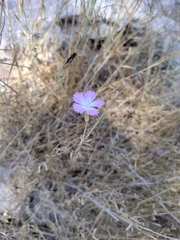 Dianthus strictus