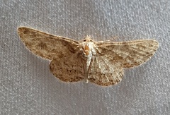 Lepidoptera