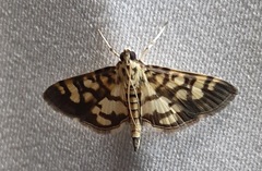 Lygropia distorta