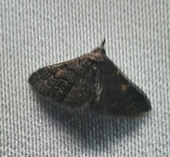 Lepidoptera