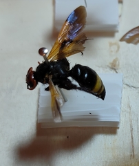 Scolia erythrocephala