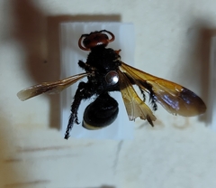 Scolia erythrocephala