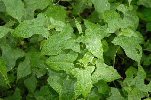 Thunberg’s smartweed