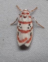 Lepidoptera