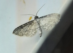 Lepidoptera