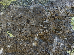 Protoparmelia badia