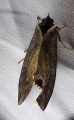 Lepidoptera