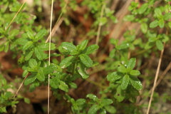Gonocarpus oreophilus