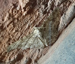 Lepidoptera