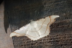 Lepidoptera