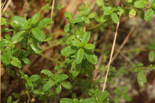 Image of Mountain Raspwort (Gonocarpus oreophilus) by (c) Greg Tasney, some rights reserved (CC BY-SA)