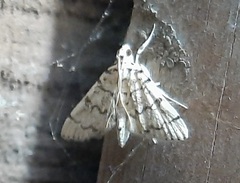 Lepidoptera